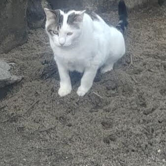 味覚障害と臭覚障害