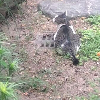 突発性難聴（難病）