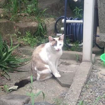 メニエール病（難病）