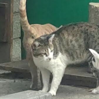 顎関節症