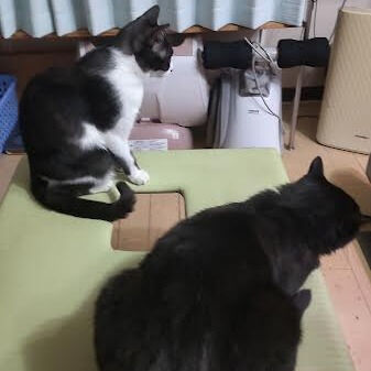 大人の夜尿症