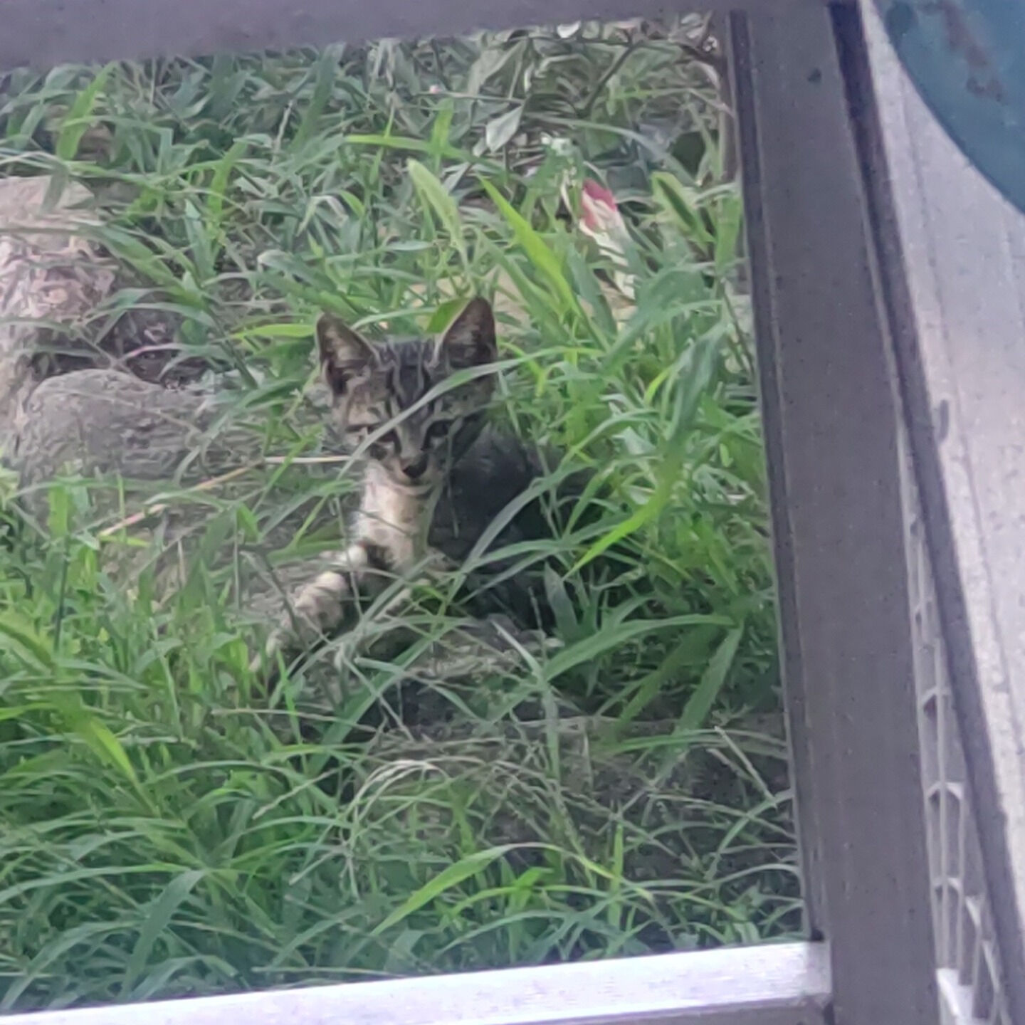 歯痛