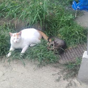 動悸と不整脈