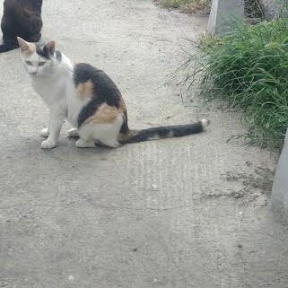 極度な頭痛（海外から来られた患者さん）
