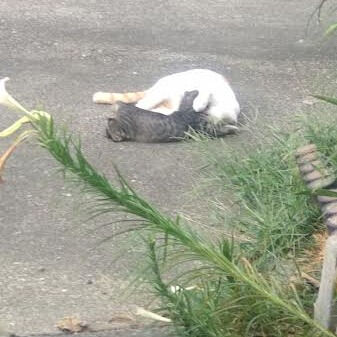クローン病