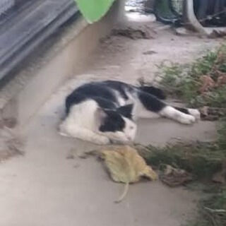 十字靱帯損傷