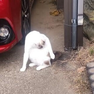 慢性的な下痢