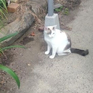 リウマチ