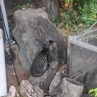 理解できなく困っている