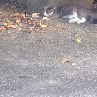 特殊な蕁麻疹