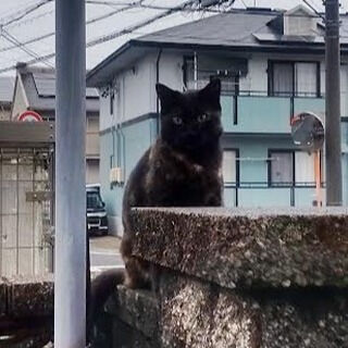 ０歳児の施術