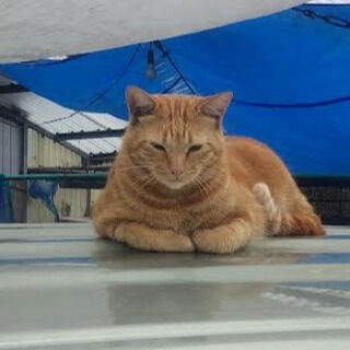 恥骨痛