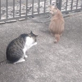 会陰痛