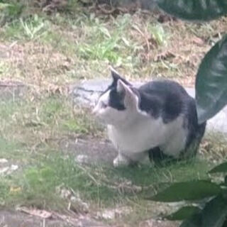 機能性直腸肛門痛