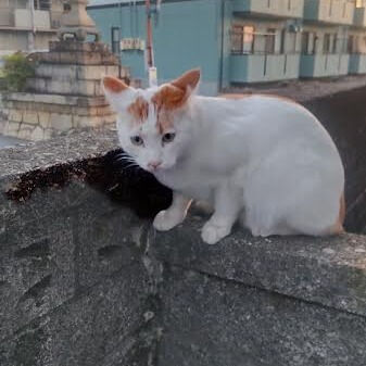 脱臼後に続く痛み
