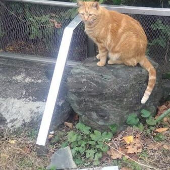 仕事を休むほどの片頭痛