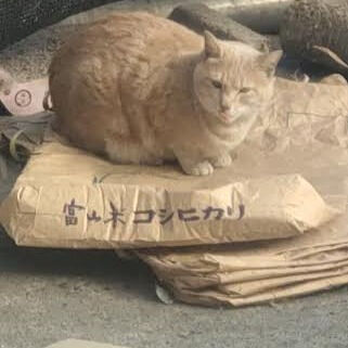 入院までした百日咳の後遺症